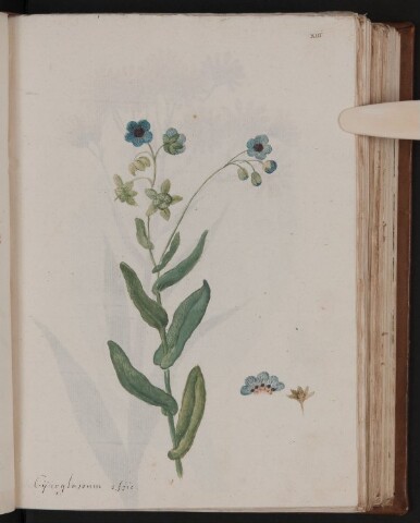 Anteprima dell'oggetto