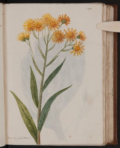 Anteprima dell'oggetto