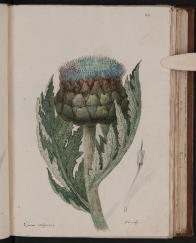 Anteprima dell'oggetto