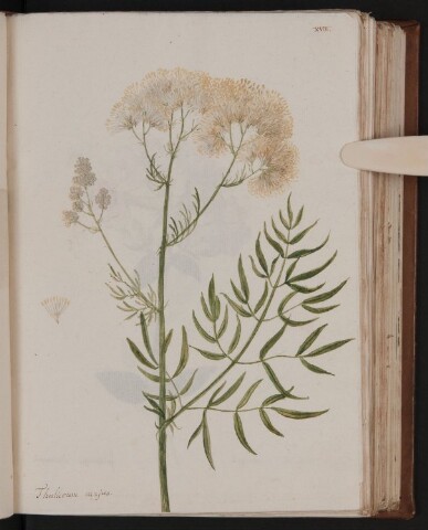 Anteprima dell'oggetto