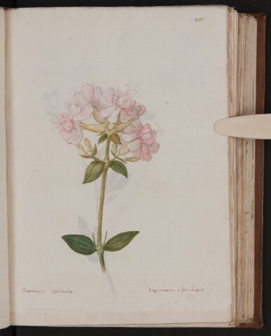 Anteprima dell'oggetto