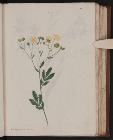 Anteprima dell'oggetto