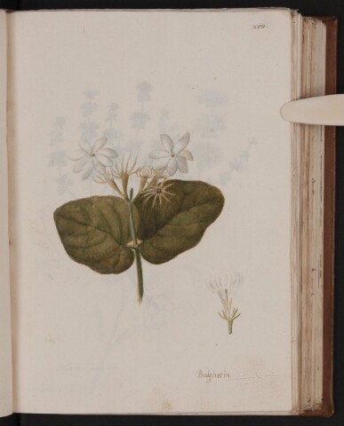 Anteprima dell'oggetto