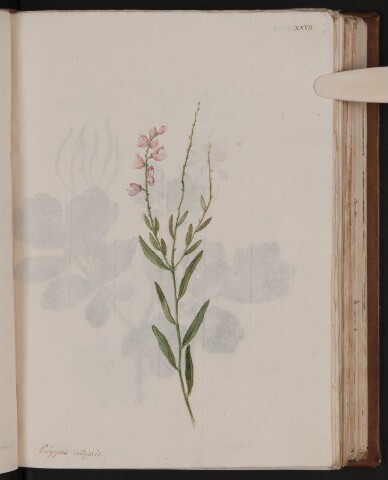 Anteprima dell'oggetto