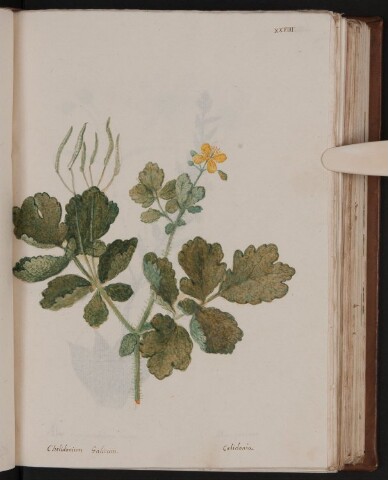 Anteprima dell'oggetto