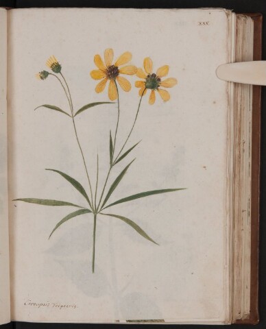 Anteprima dell'oggetto