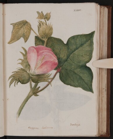 Anteprima dell'oggetto