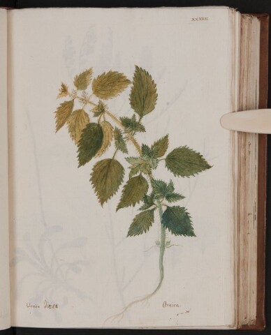 Anteprima dell'oggetto