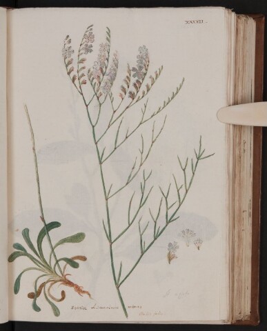 Anteprima dell'oggetto