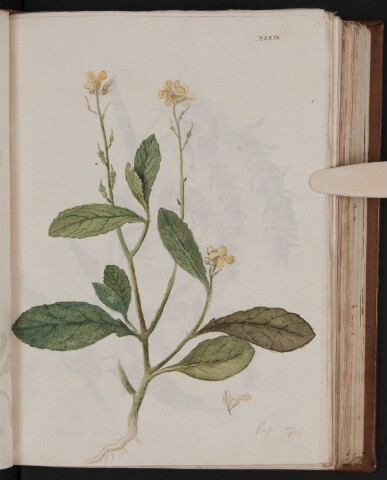 Anteprima dell'oggetto