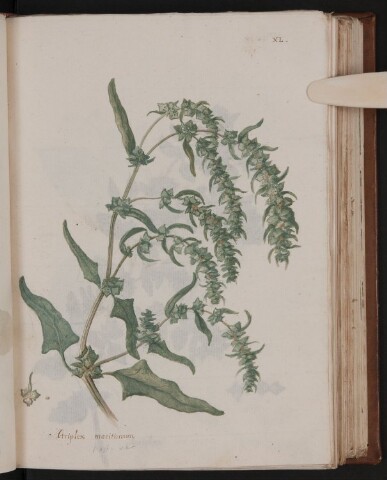 Anteprima dell'oggetto