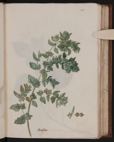 Anteprima dell'oggetto