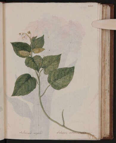 Anteprima dell'oggetto