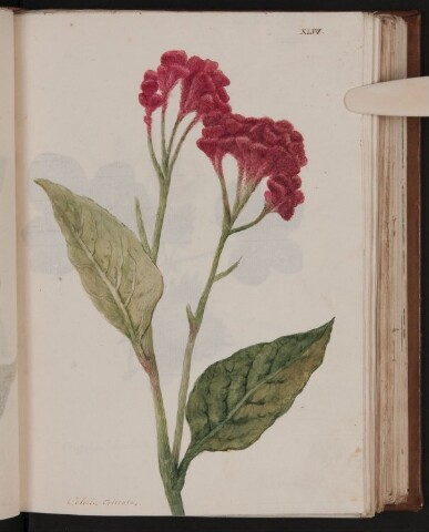 Anteprima dell'oggetto