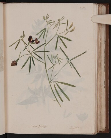 Anteprima dell'oggetto