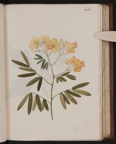 Anteprima dell'oggetto