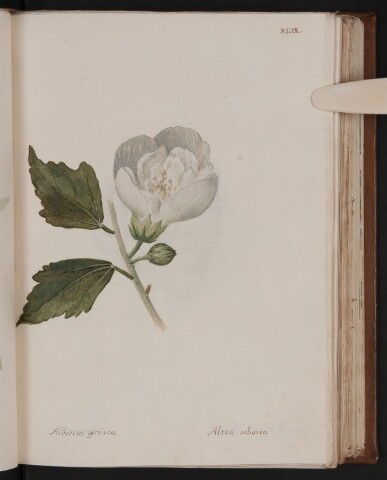 Anteprima dell'oggetto