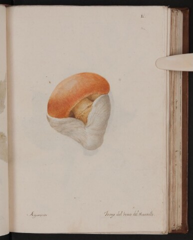 Anteprima dell'oggetto