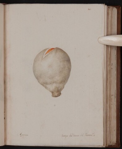 Anteprima dell'oggetto