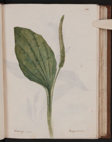 Anteprima dell'oggetto