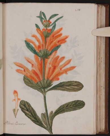 Anteprima dell'oggetto