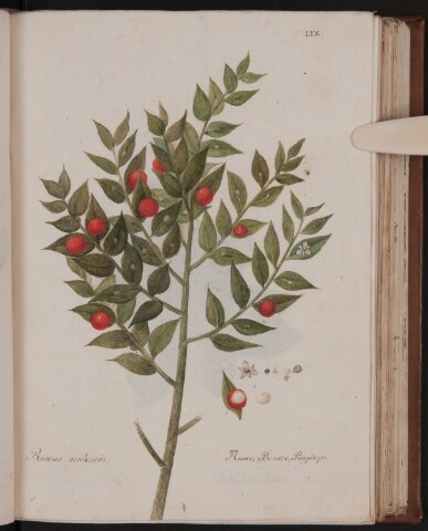 Anteprima dell'oggetto