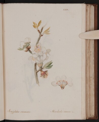 Anteprima dell'oggetto