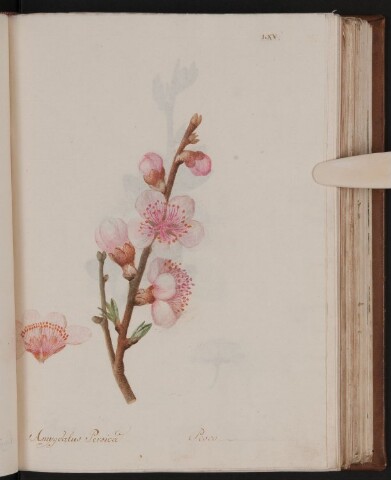 Anteprima dell'oggetto