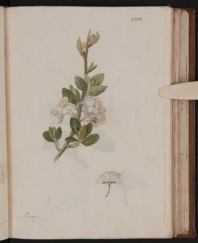 Anteprima dell'oggetto