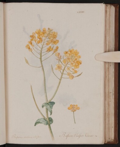 Anteprima dell'oggetto