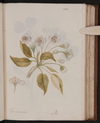 Anteprima dell'oggetto