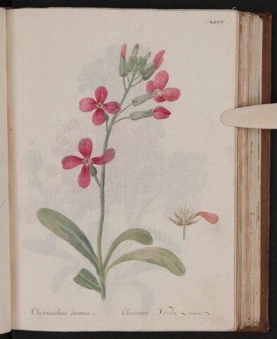 Anteprima dell'oggetto