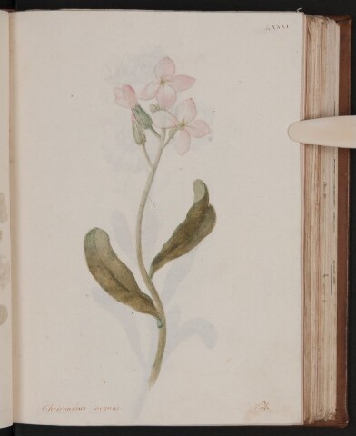 Anteprima dell'oggetto