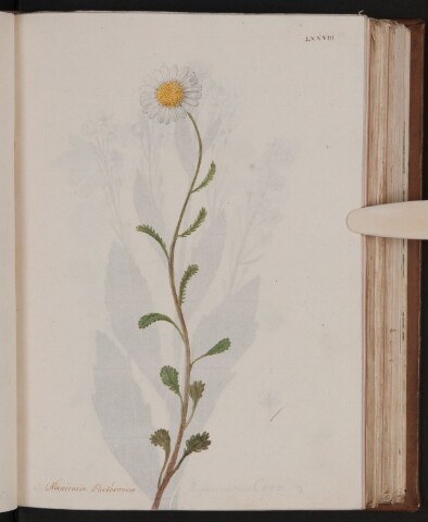 Anteprima dell'oggetto