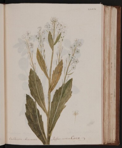 Anteprima dell'oggetto