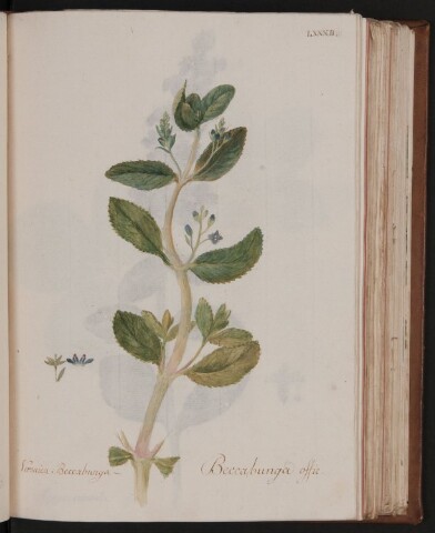 Anteprima dell'oggetto