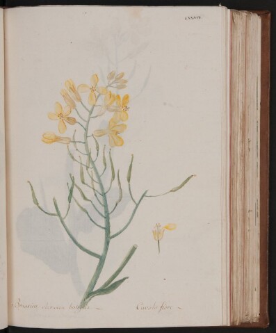 Anteprima dell'oggetto