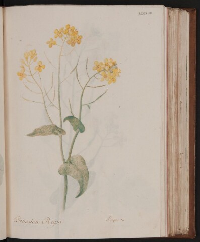 Anteprima dell'oggetto