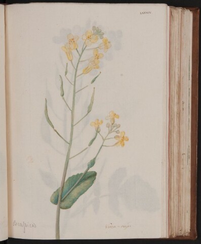 Anteprima dell'oggetto