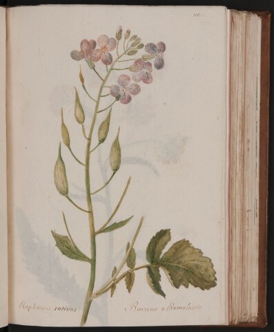 Anteprima dell'oggetto