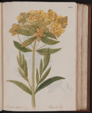 Anteprima dell'oggetto