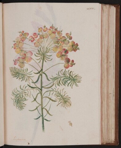 Anteprima dell'oggetto