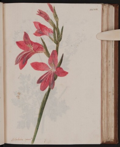 Anteprima dell'oggetto