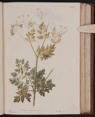 Anteprima dell'oggetto