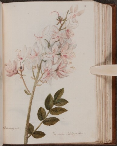 Anteprima dell'oggetto