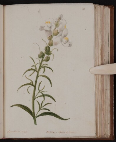 Anteprima dell'oggetto