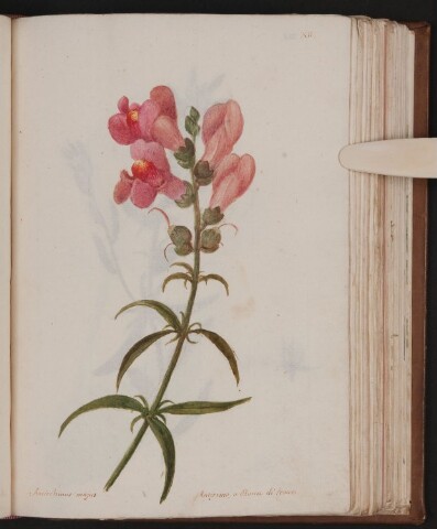 Anteprima dell'oggetto