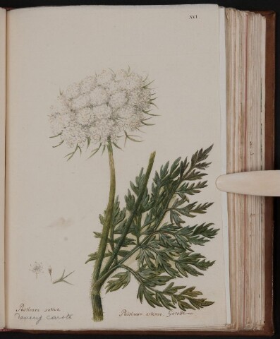 Anteprima dell'oggetto