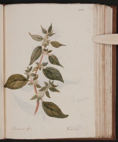 Anteprima dell'oggetto