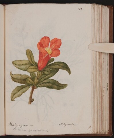 Anteprima dell'oggetto